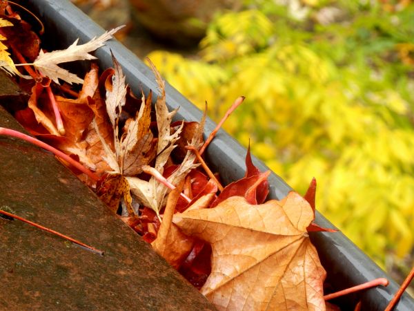Roof Gutter Debris Removal in Perrysburg