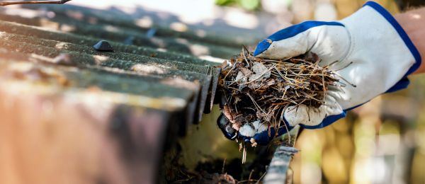Pine Needle Gutter Cleaning in Perrysburg